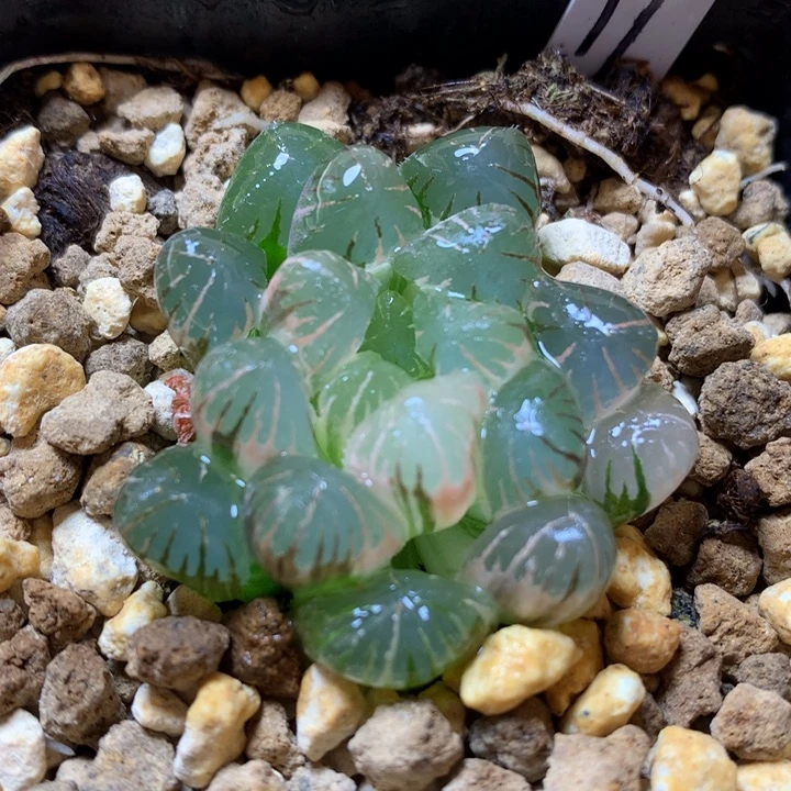 xiaowanziyulujindaipentu