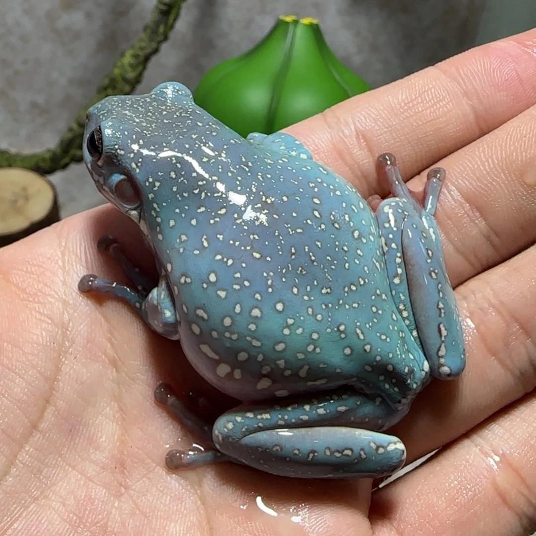 老爷树蛙22 大蓝暴雪