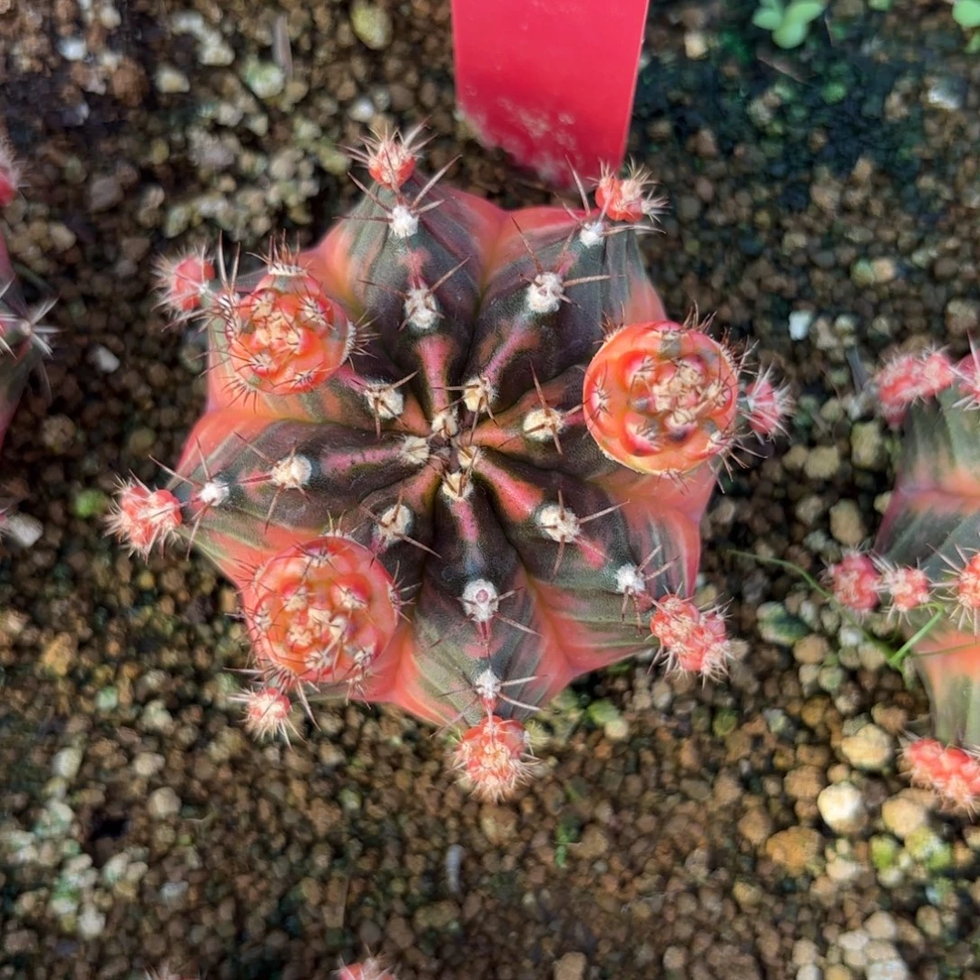 L510-1220泰国发货 黎明