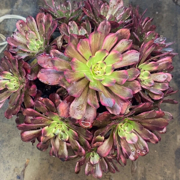 红金刚多肉植物28