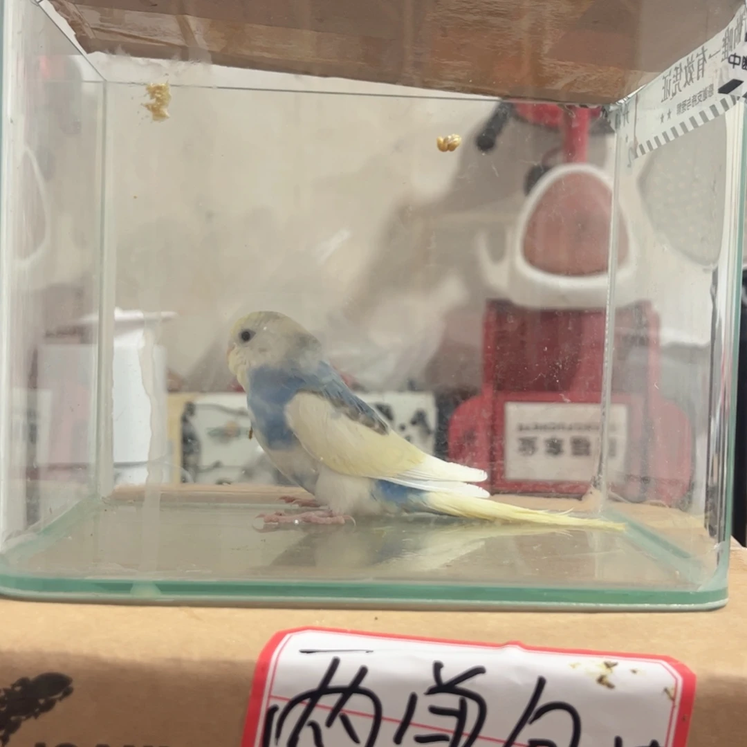 虎皮鹦鹉我的小姐姐们