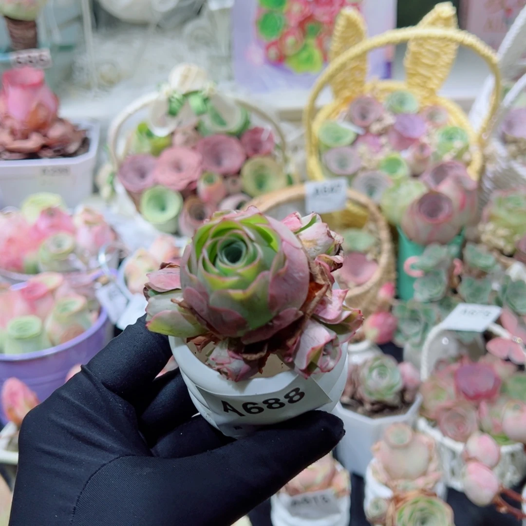 688如意群。  一物一拍