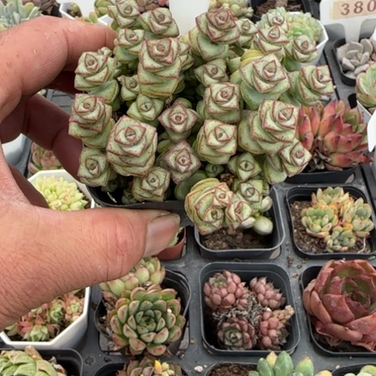 379钱串一物一拍多肉