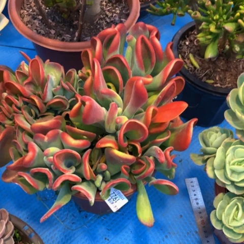 蛋*1922火狐狸多肉