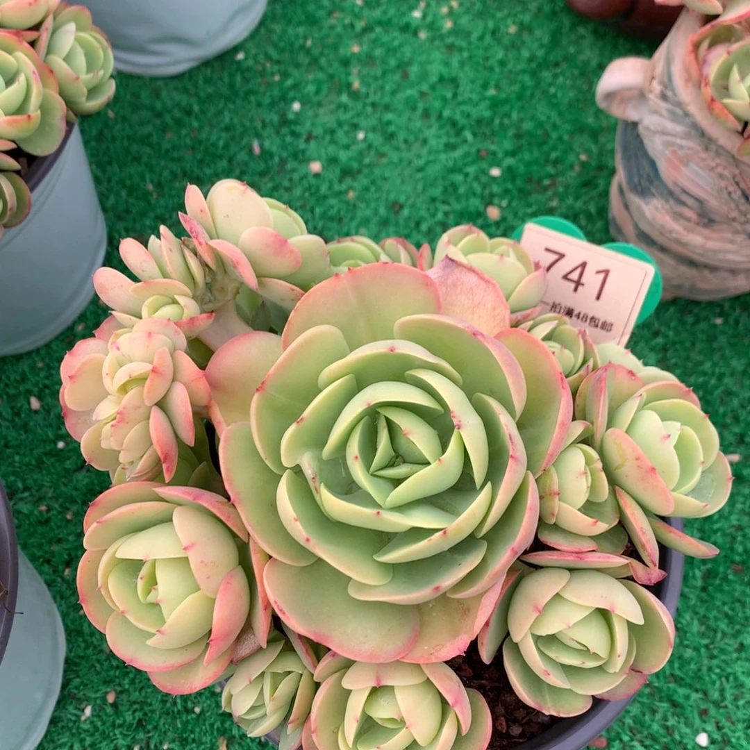 鸡蛋碧桃无砍捧花带缀741