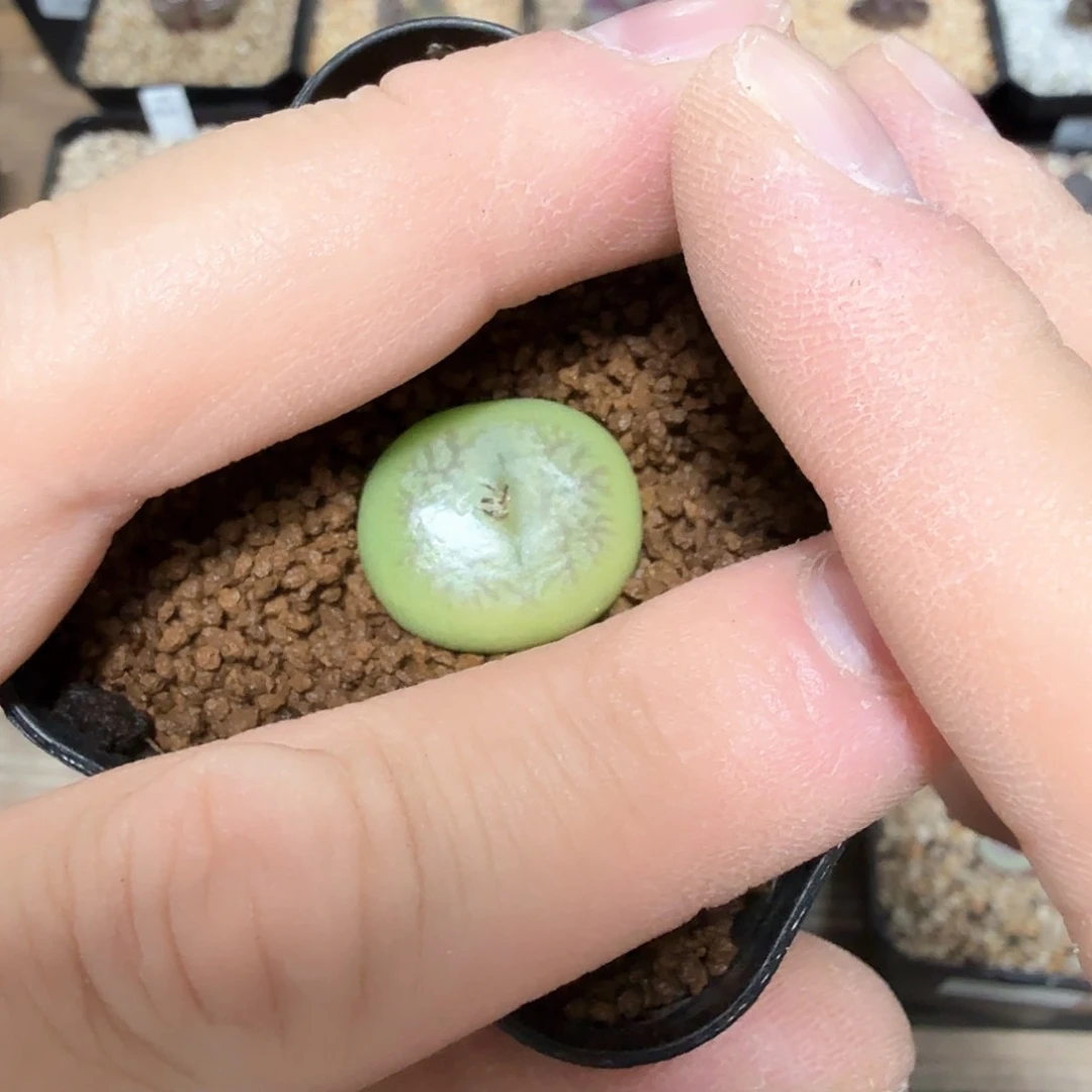 树*dy19 雪花窗拉登sp 树树宝宝