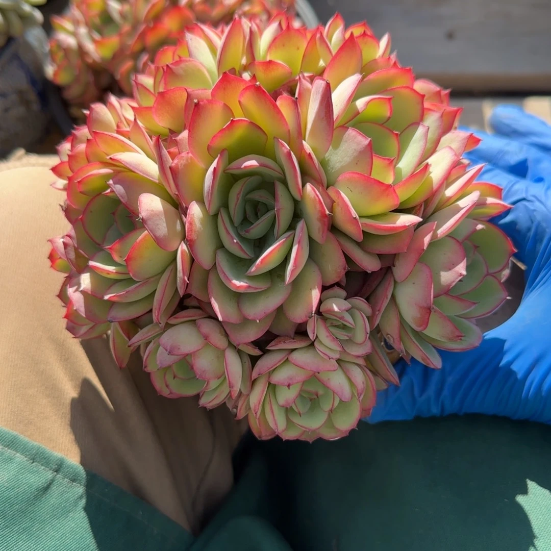 牡丹亭群生五十包邮老桩