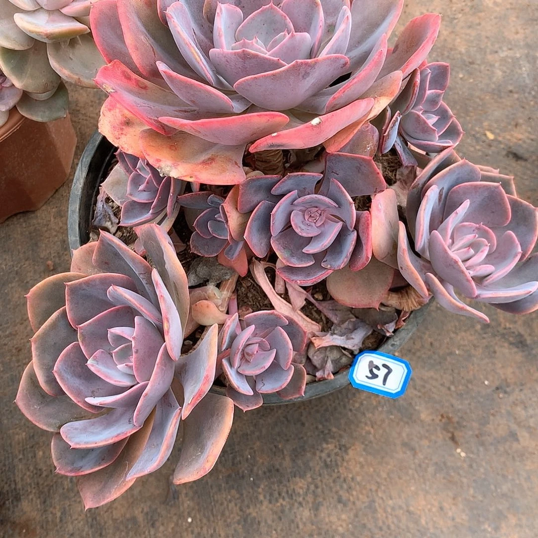 57尘埃玫瑰 一物一拍多肉