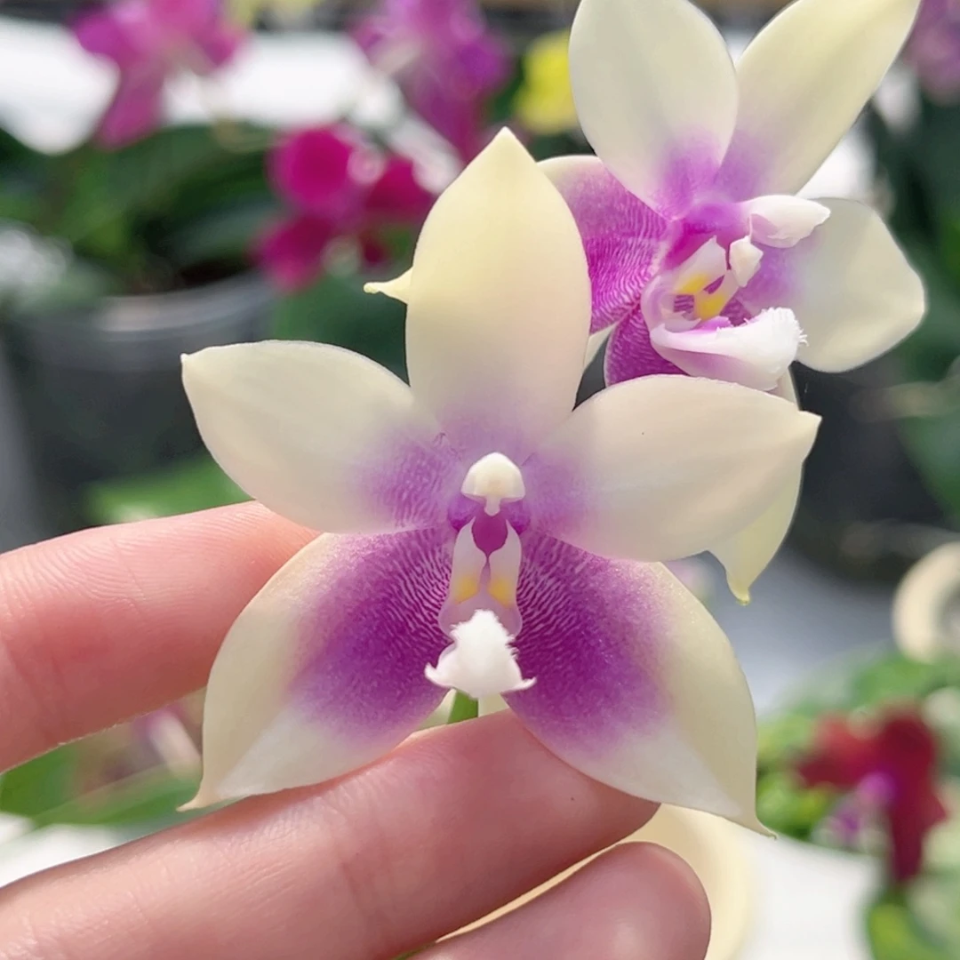 完全开放2.5寸331开花株