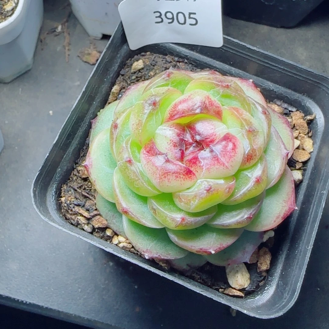 幽灵公主，3905多肉植物