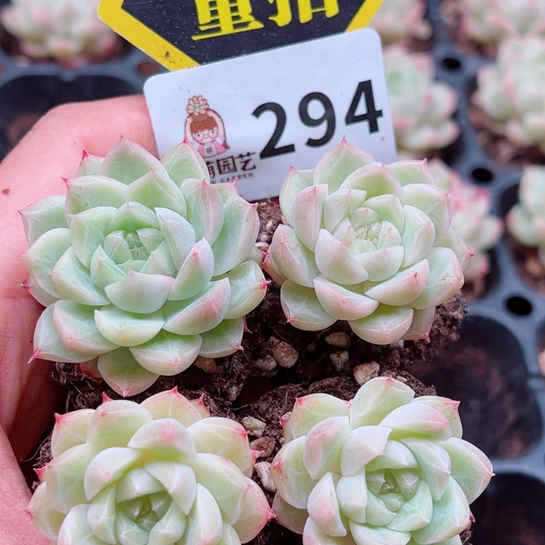 当前无花朵，栽培后可花朵