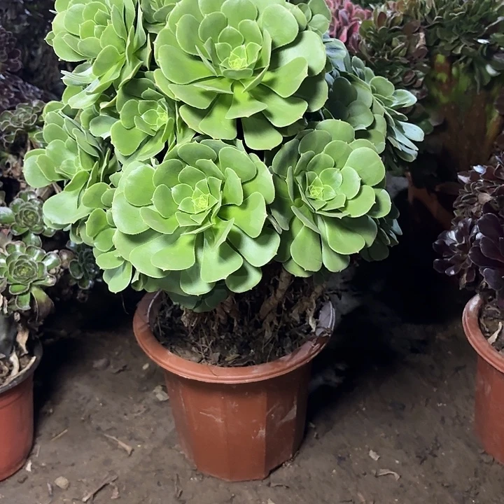 多肉植物绿羊绒91