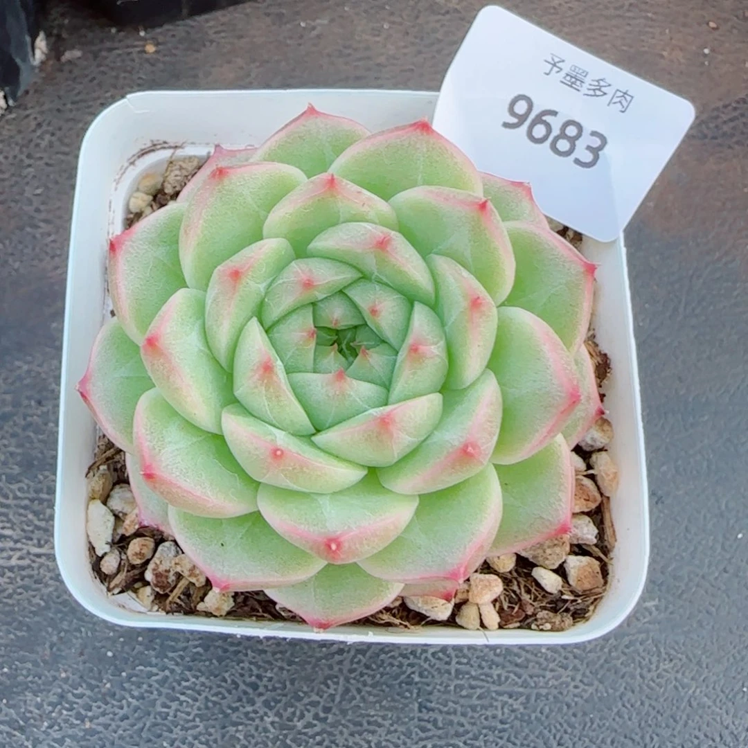 青梅，9683多肉植物