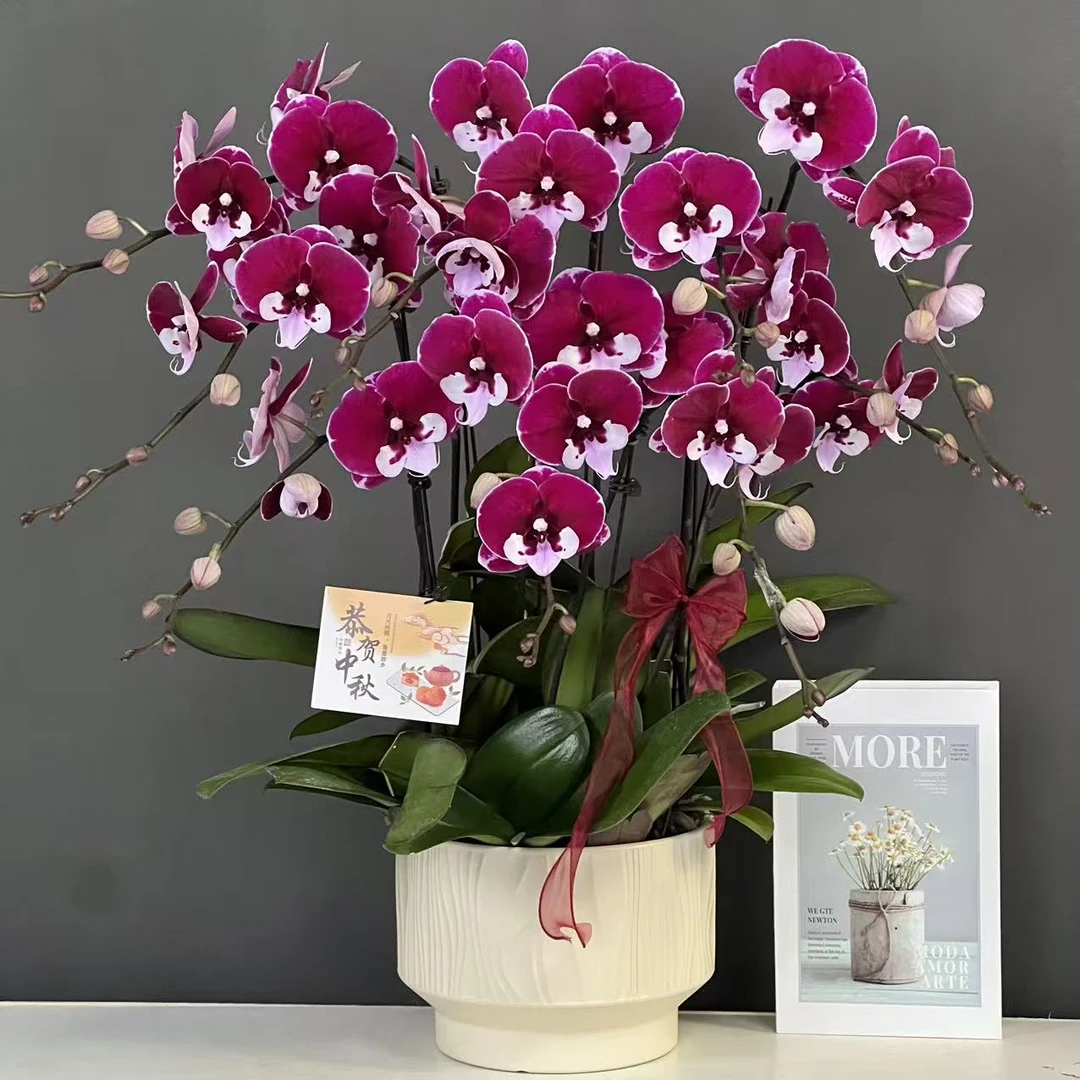 蝴蝶兰(宾利)黑红色高货高级好养耐开小众桌面花基地直发盆栽鲜花