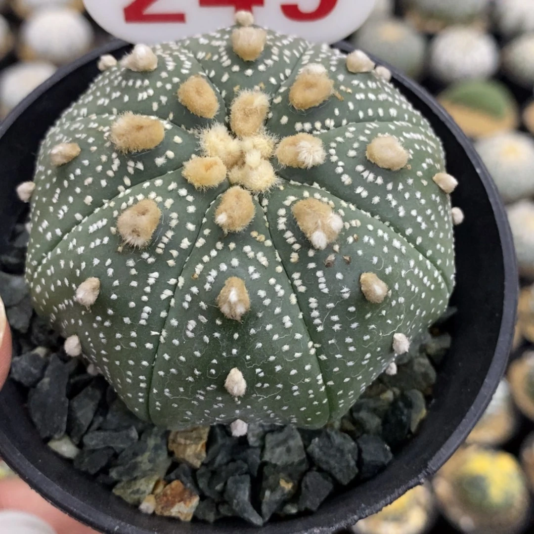 249海星细雪花泉绒兜