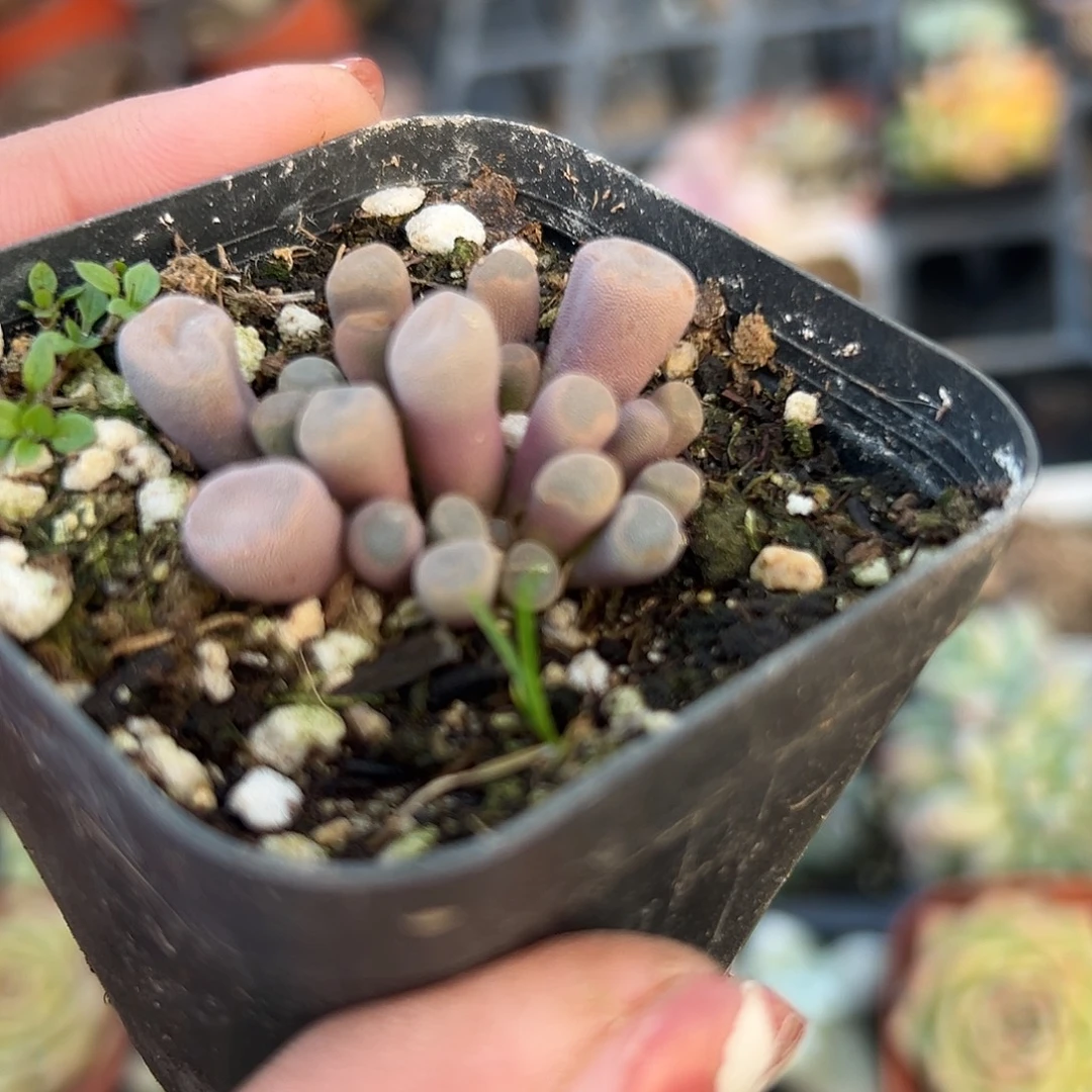 多肉植物光玉开花