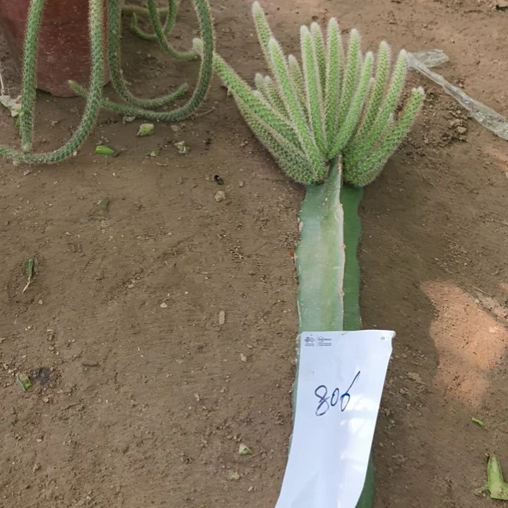 当前无花栽培后可以开花嫁接鼠尾806