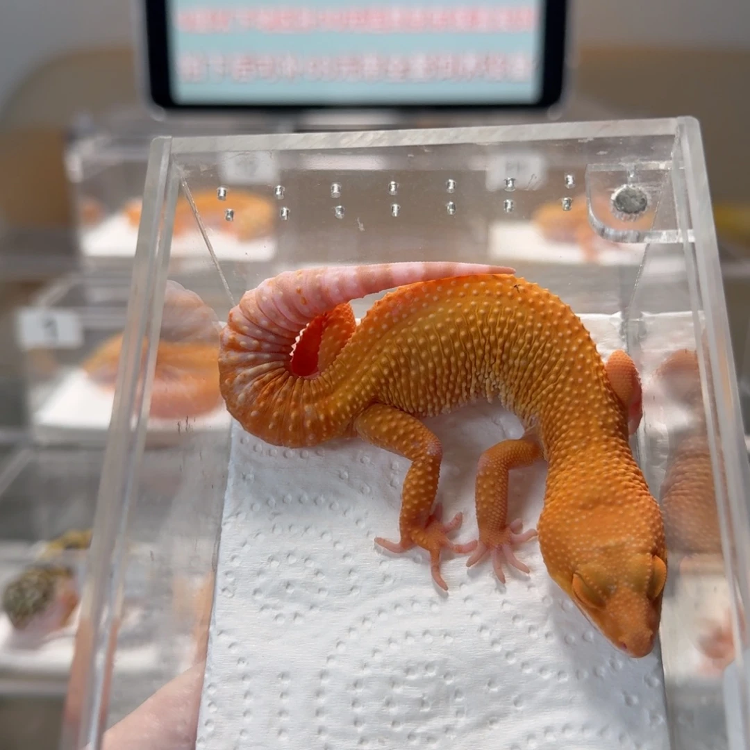 豹纹守宫阳光妹妹