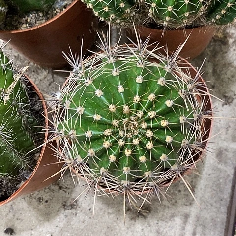 2个精品仙人球，2679990