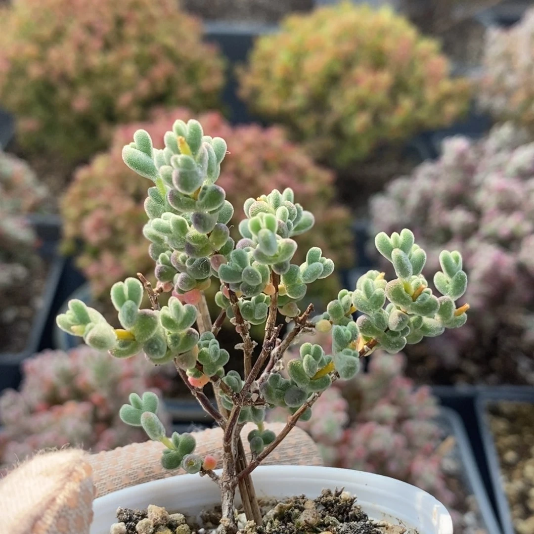 .****4莱斯4348枝干番杏