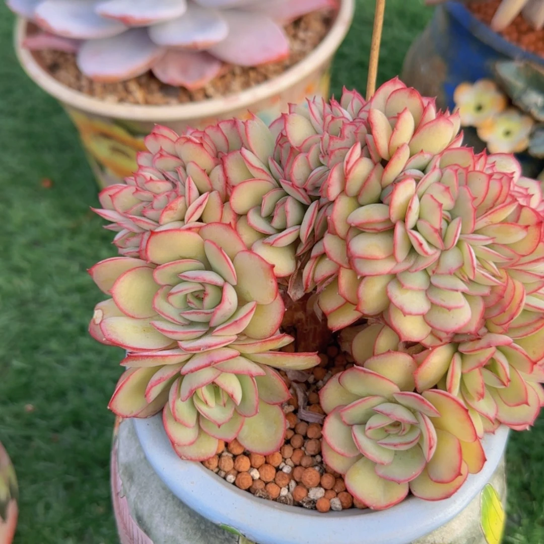 【闪购商品】牡丹亭小树49.9