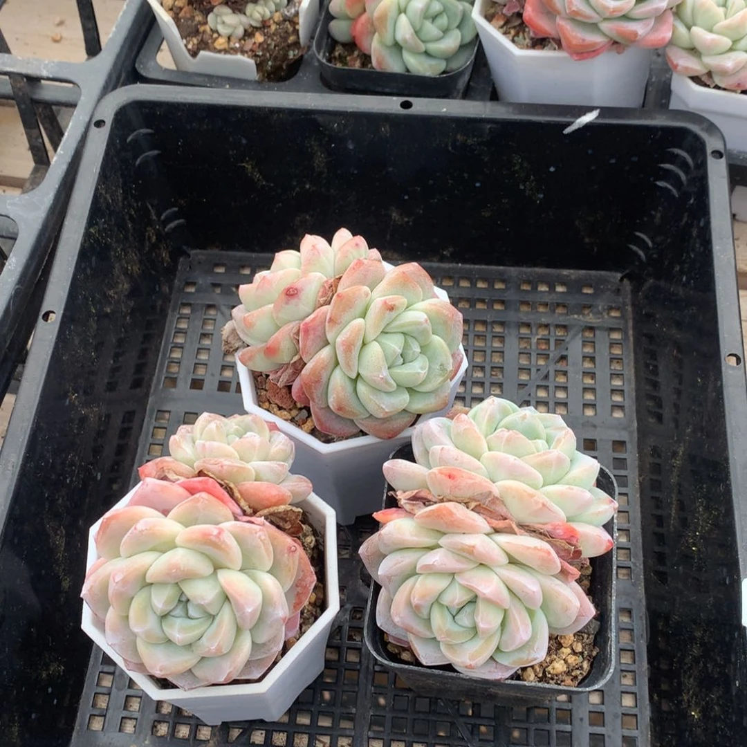 0213-41 冰玉三颗