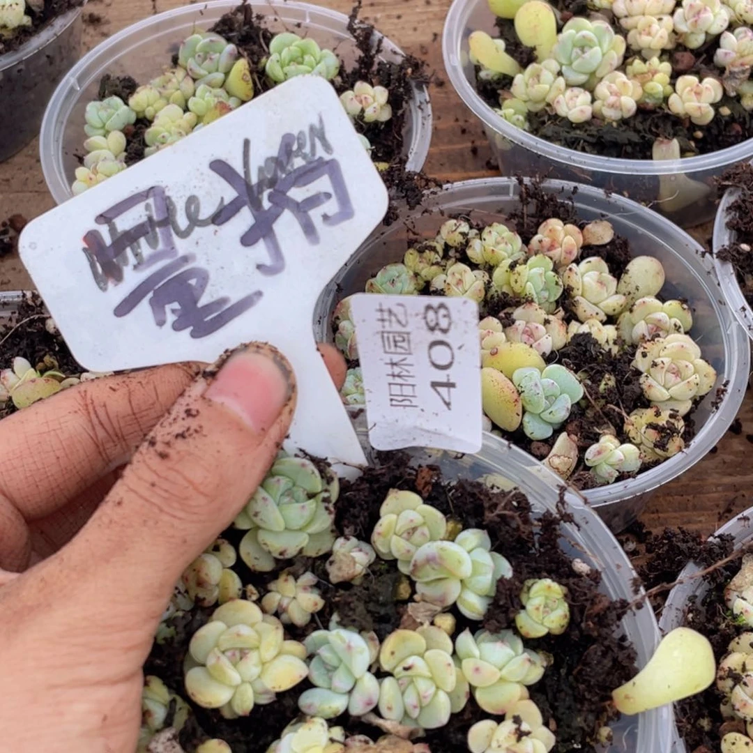 多肉植物多肉植物408