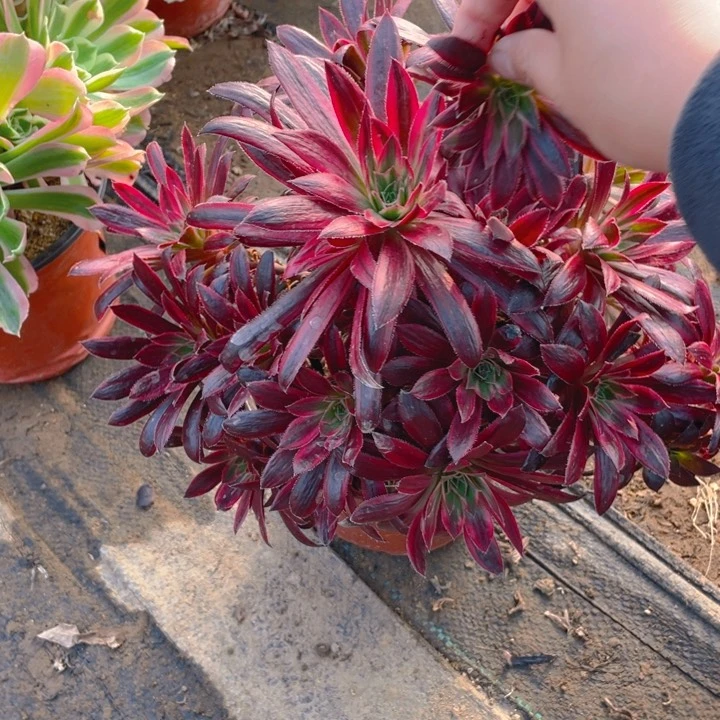 517惊鸿会断枝法师多肉断枝不售后