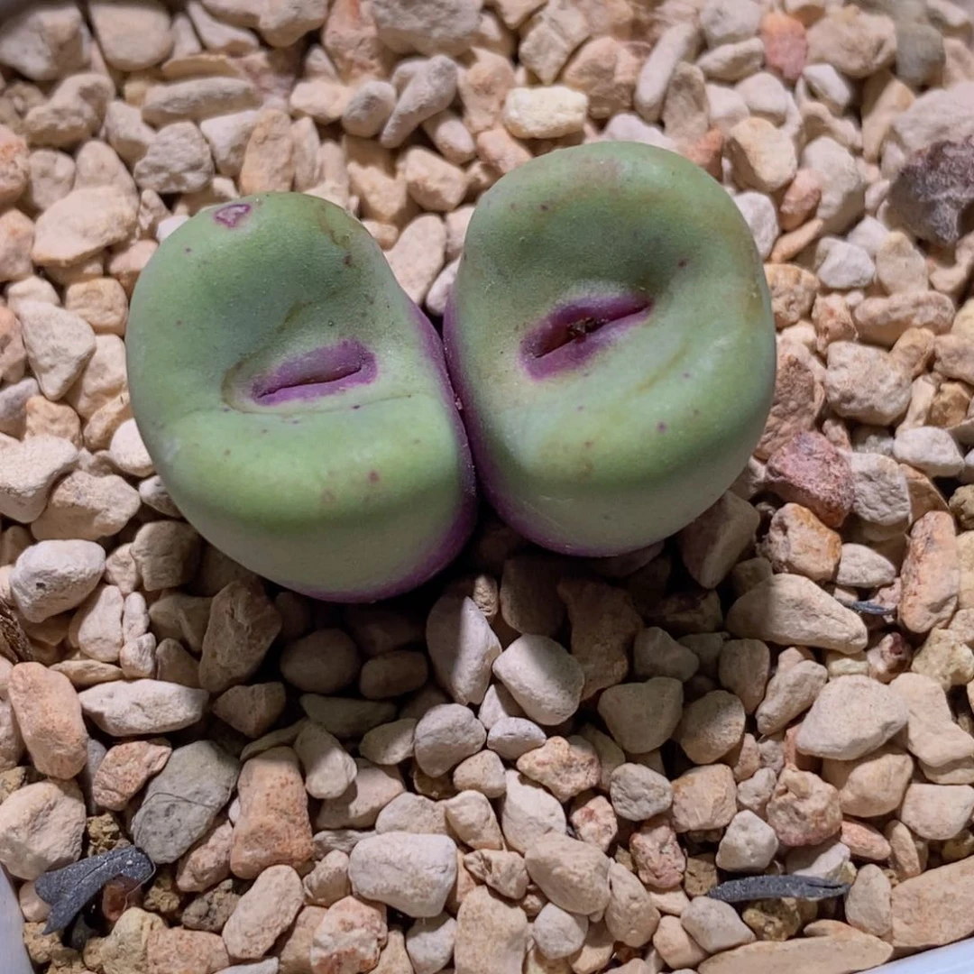 双头贝特芬双头贝特芬