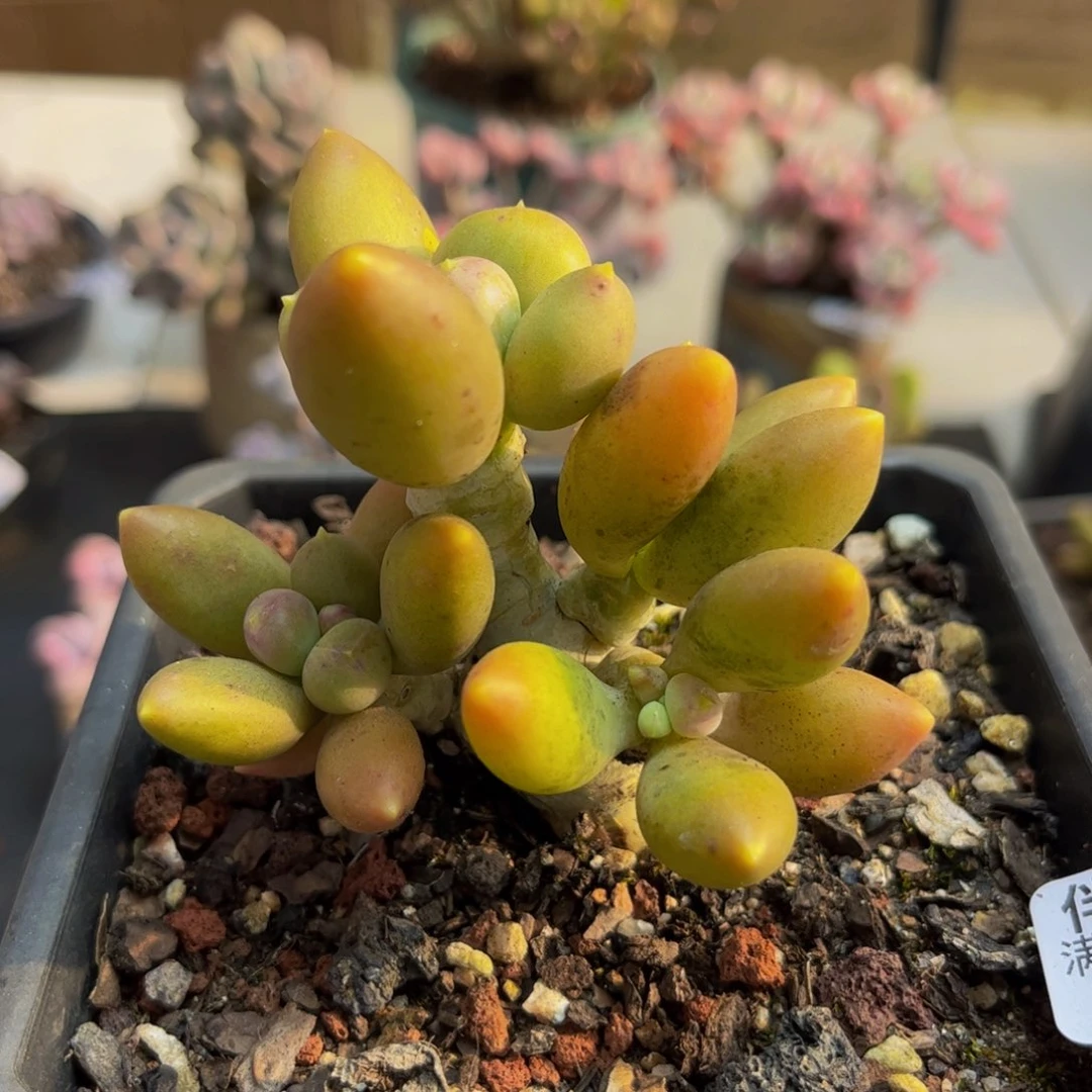 808/6cm芒果奶老桩多肉