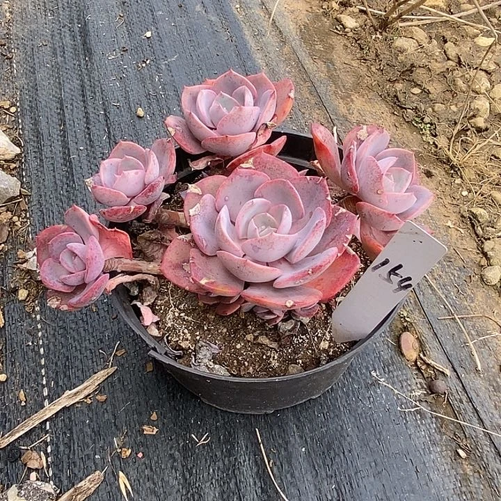 颖**凡154多肉植物老桩