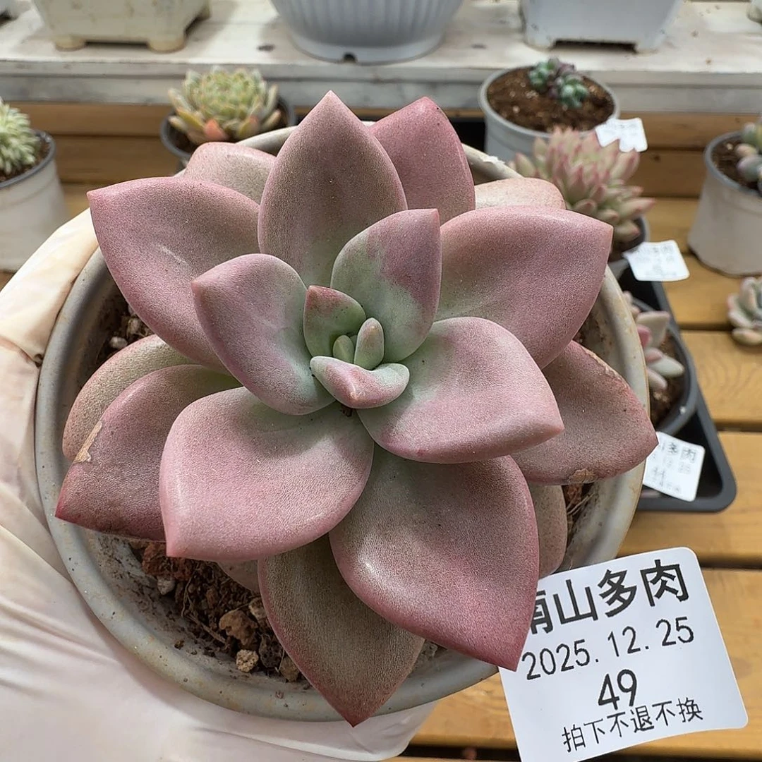 赫菲斯托1111225-49