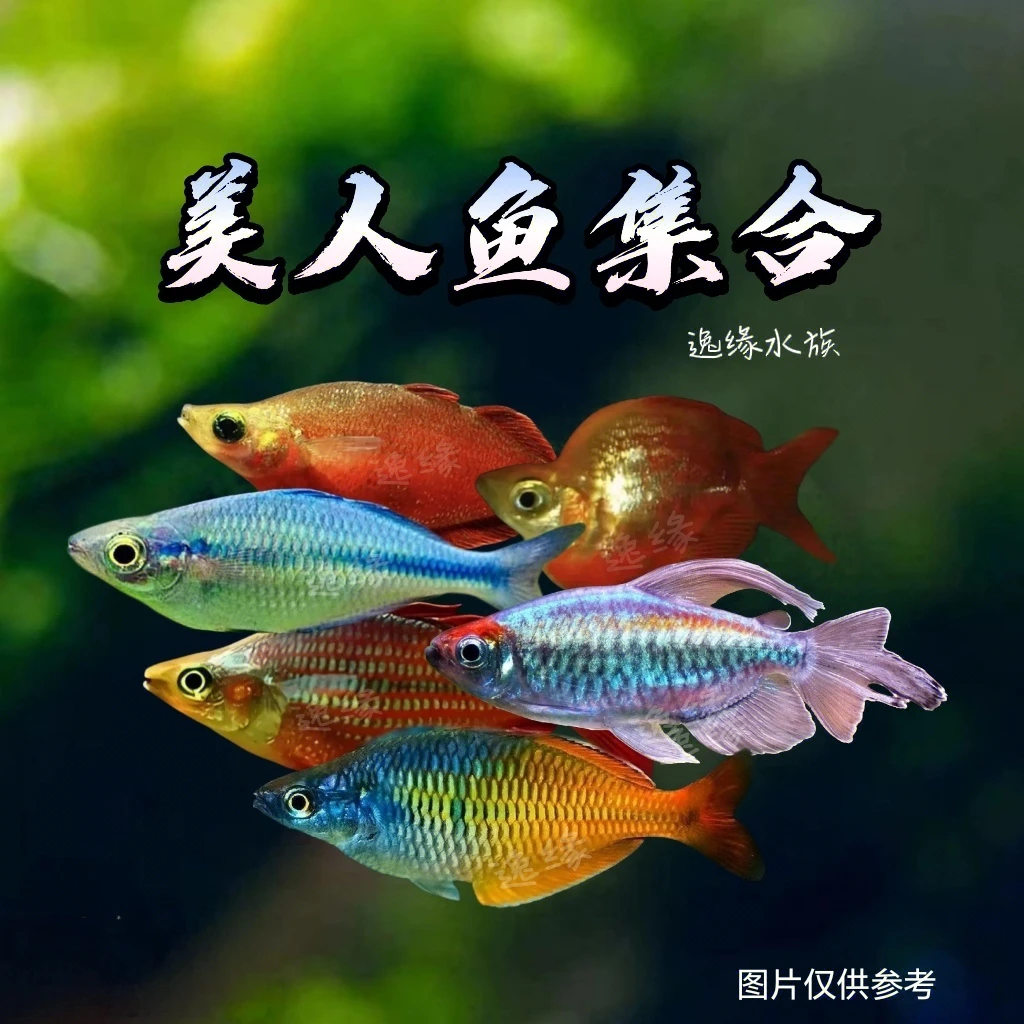 刚果美人三线紫映红石美人苹果鸽子美人观赏鱼小型群游鱼