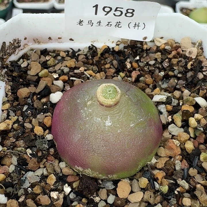 老马生石花3.2灯泡母本1958