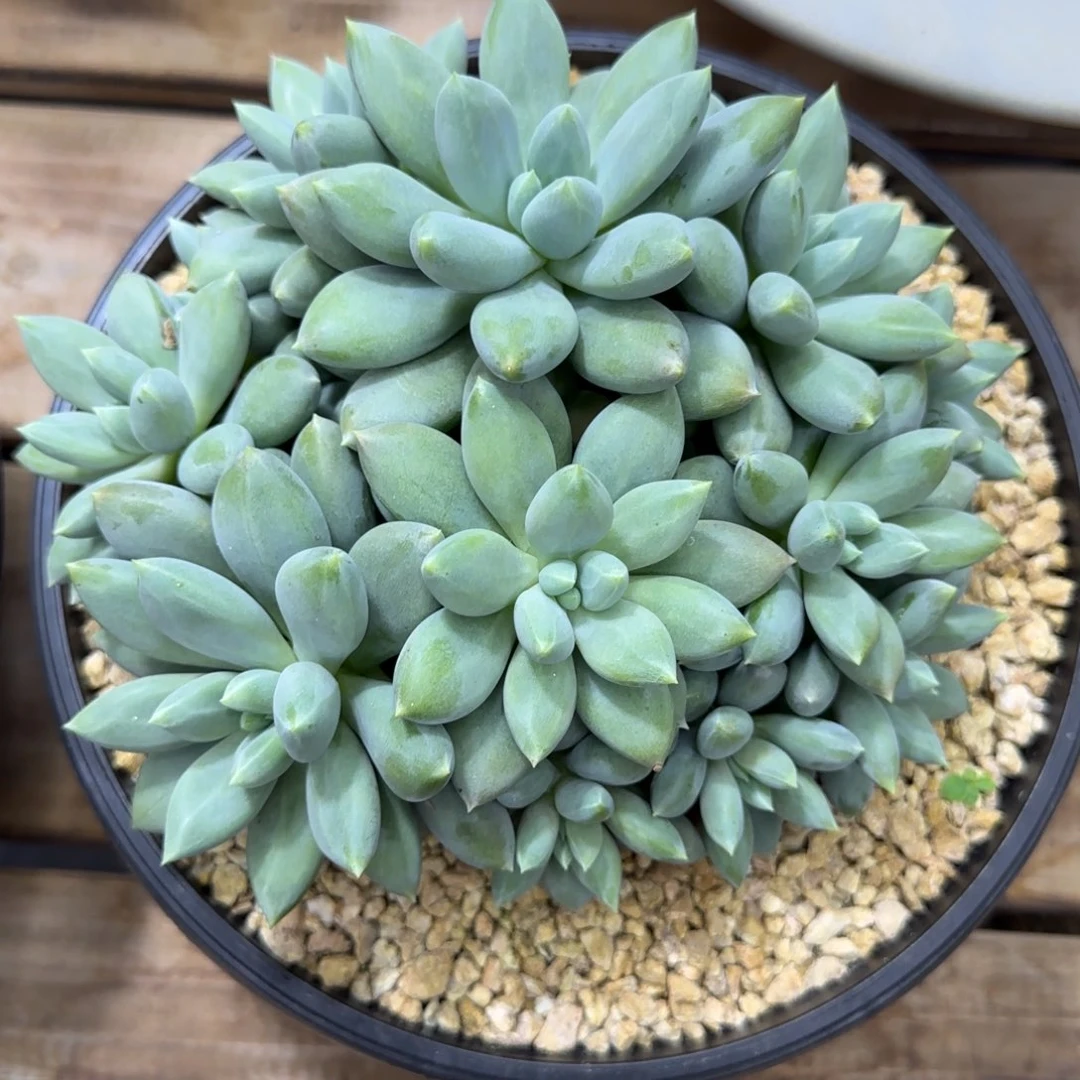 哥特群多肉植物多肉