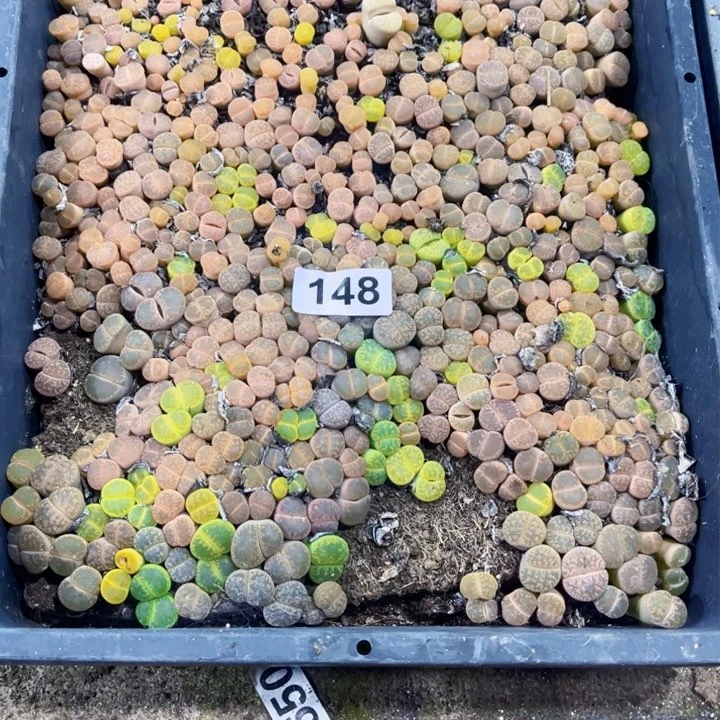 ?**?148生石花一物一图如图