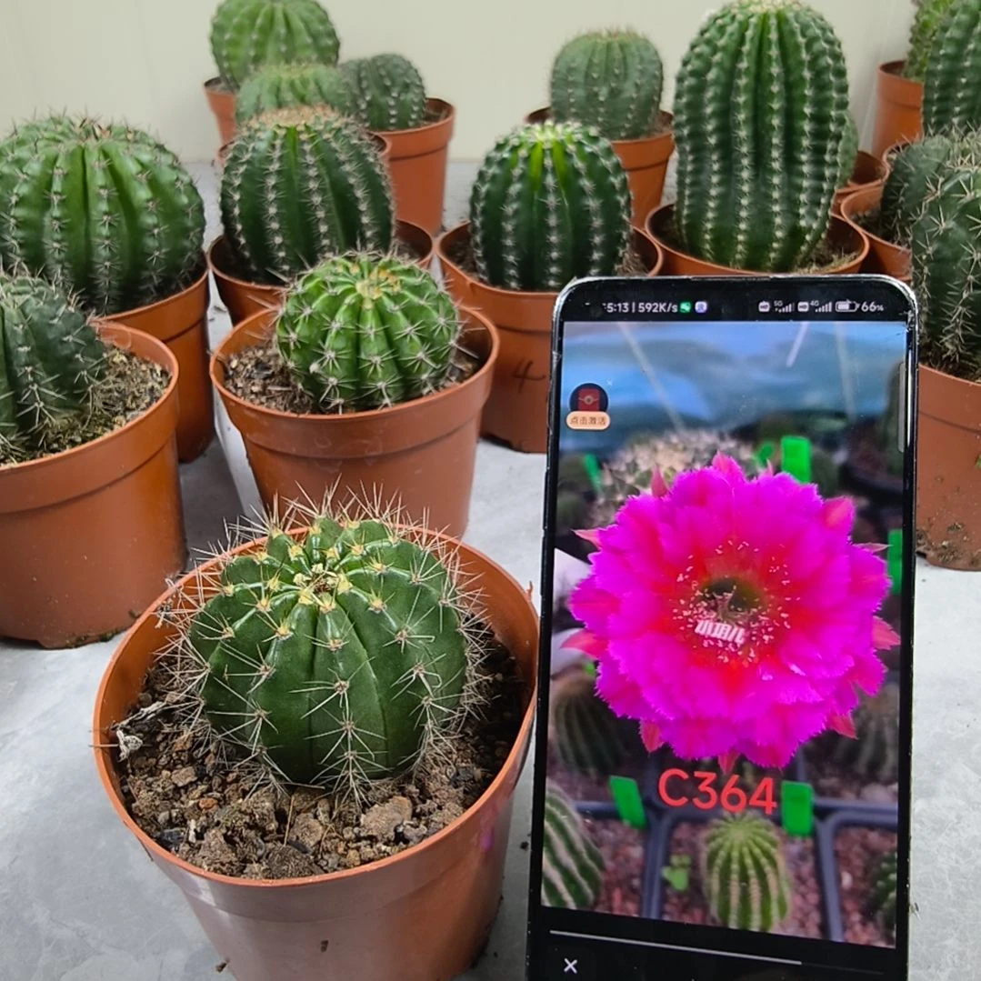 自根紫羽毛ccc364带盆发（5.8cm）