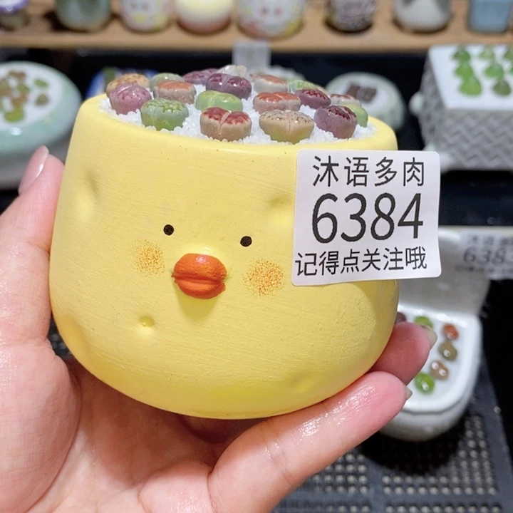 带盆土发货 精美盆栽 6384