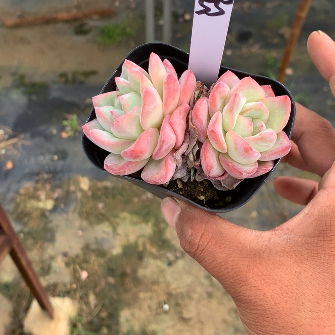 我们就像两块砖都能