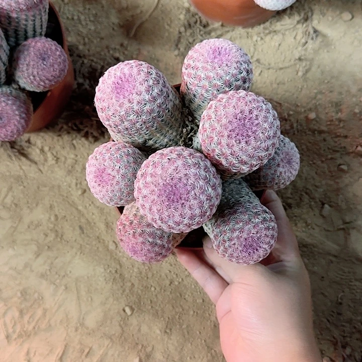 踮**尖哈哈哈哈哈哈哈哈