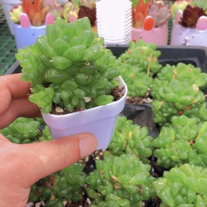水晶玉露送盆多肉植物