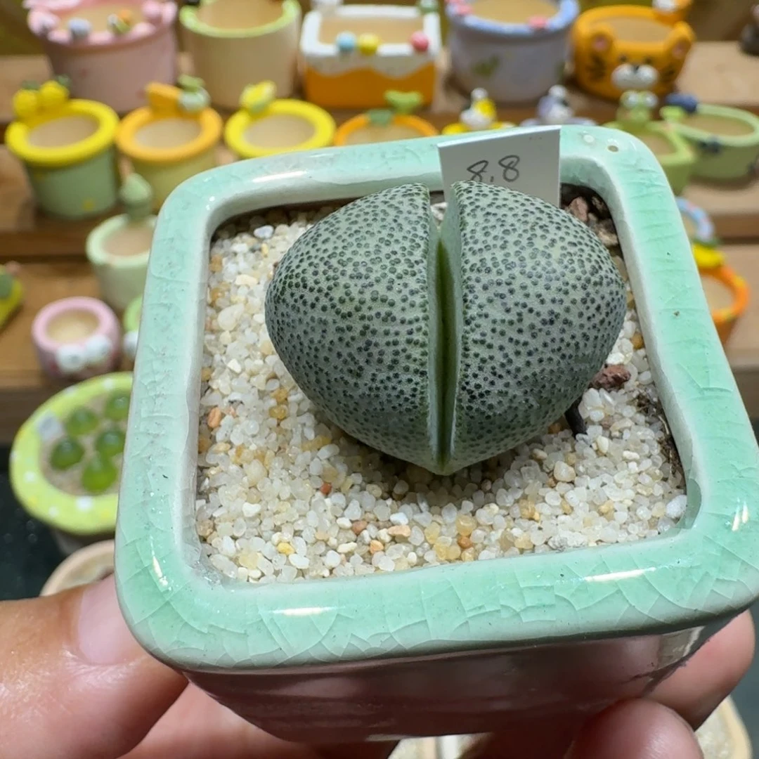 蘑菇1120帝玉多肉植物