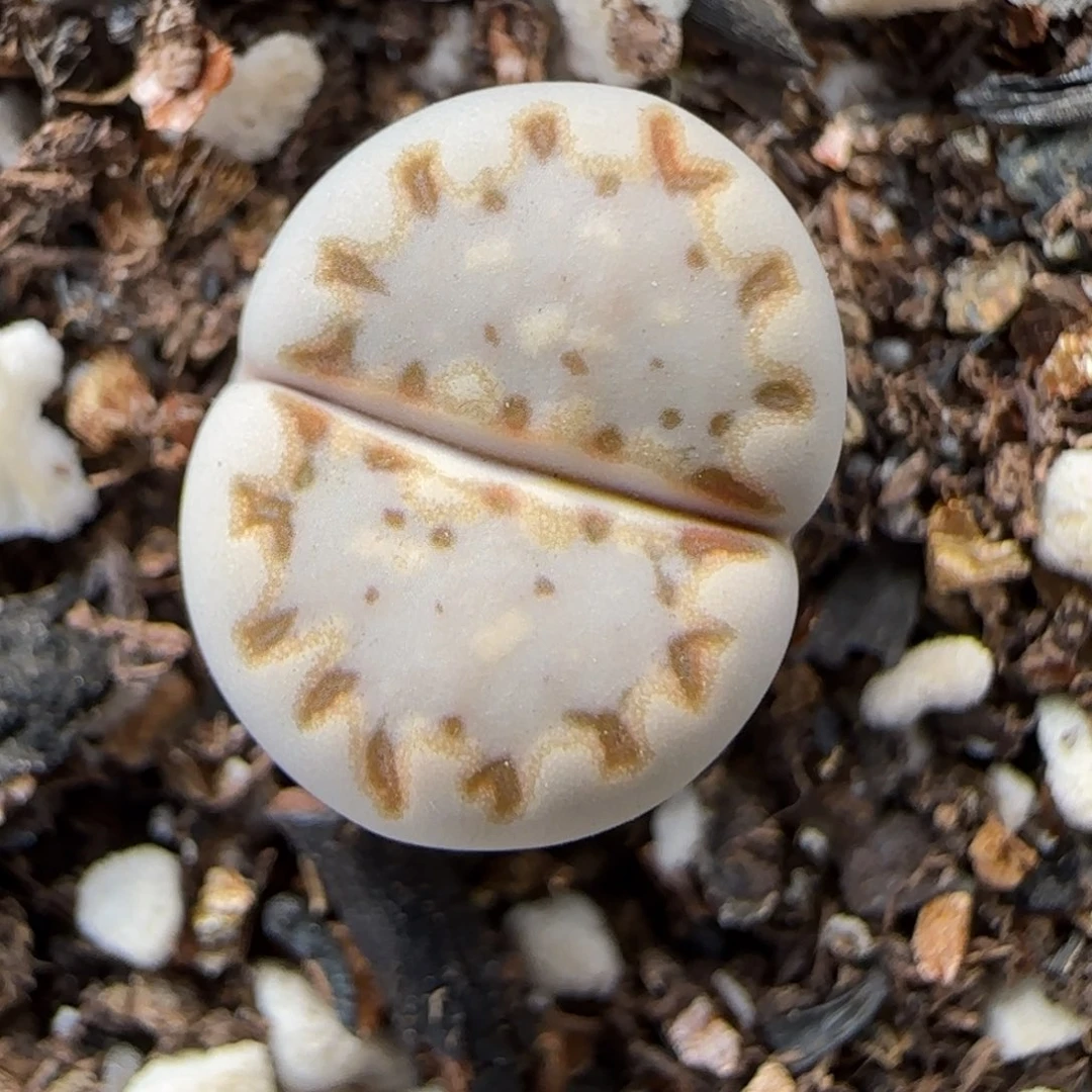 12.4.1621.015饼干.9112