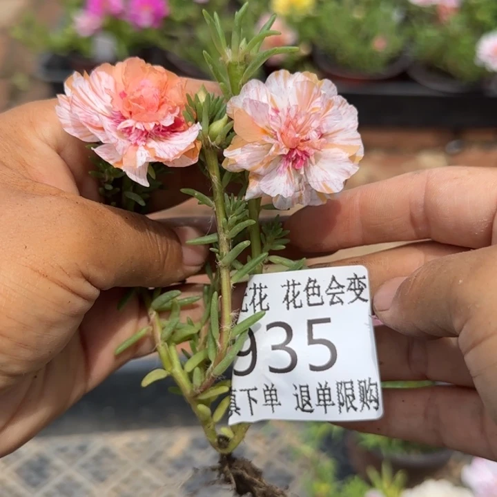 无花朵935超小苗盆口10cm