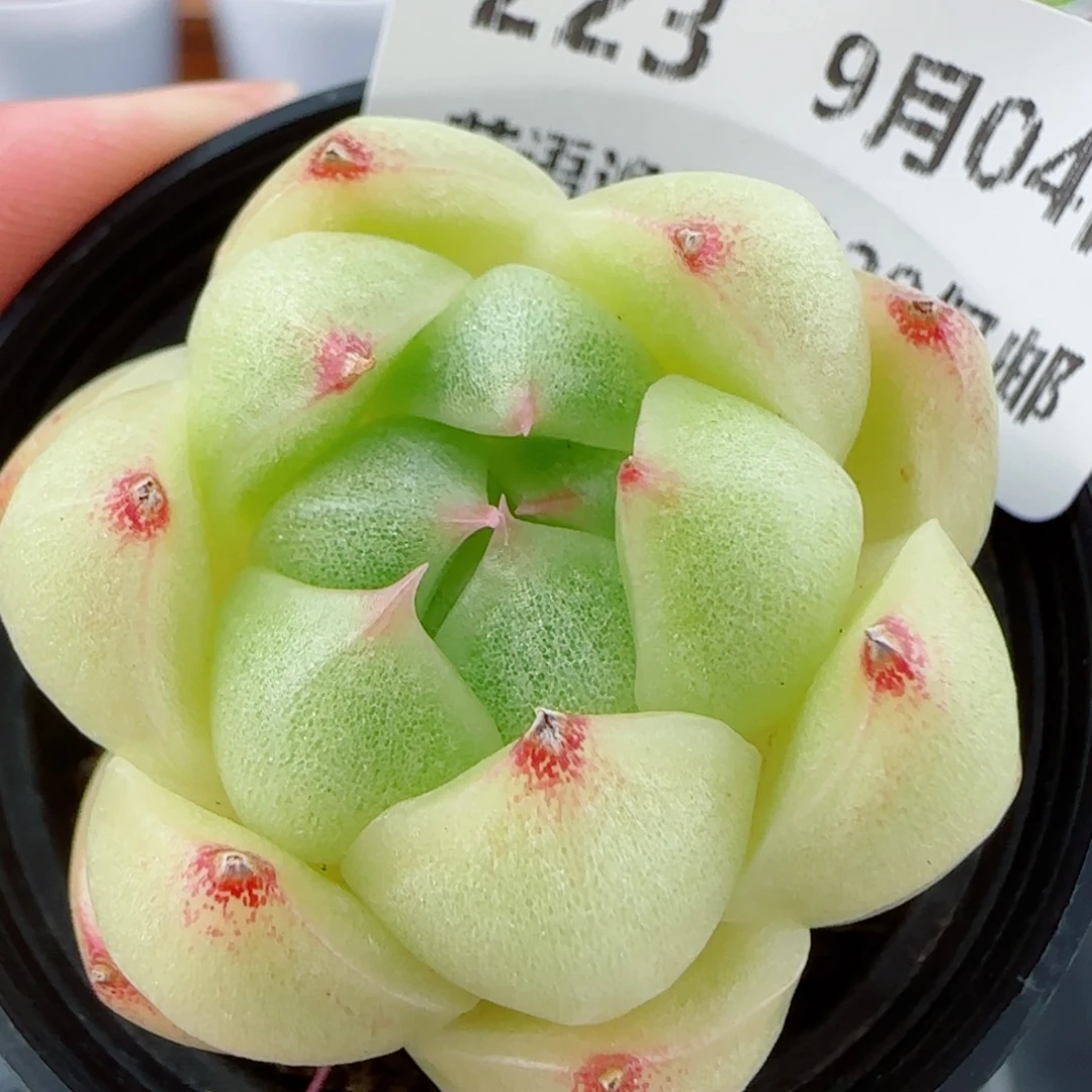花语逸镜0904-222