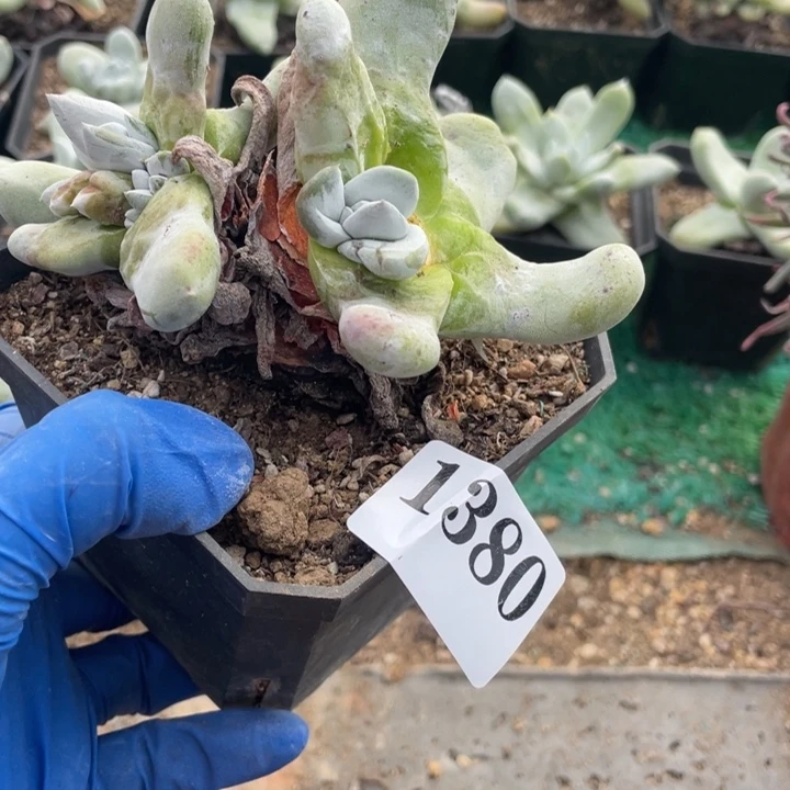 肉***ღ380号拇指多肉植物