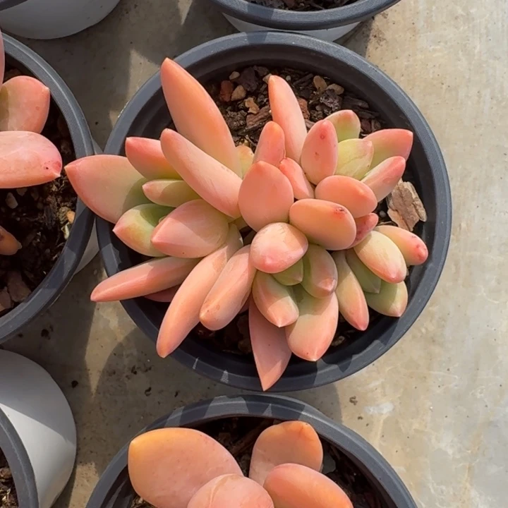 海洋之歌 群生 一物一拍