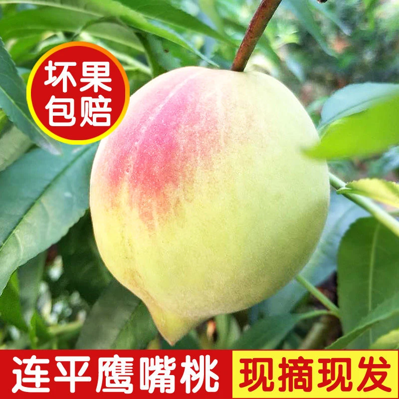正宗连平鹰嘴蜜桃河源上坪脆桃现摘现发当季新鲜水果脆甜多汁包邮