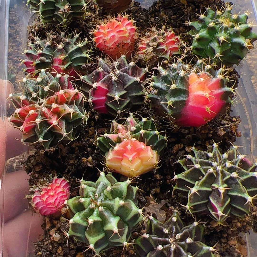 当前无花栽培后可以开花717