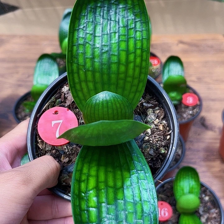 一***顺完全开放特宽西瓜皮